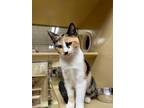 Adopt Flag a Calico