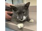 Adopt Tommy a Domestic Short Hair