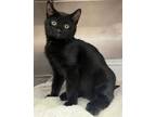 Adopt Pajama a Domestic Short Hair