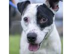 Adopt Indigo a Terrier