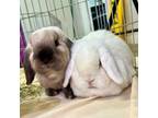 Adopt Danny Phantom / Sofi a English Lop