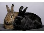 Adopt Bengal 1 / Ram a Bunny Rabbit