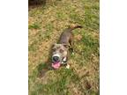 Adopt Cedric a Pit Bull Terrier