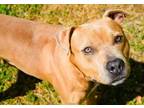 Adopt Sanders a American Staffordshire Terrier