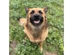 Adopt REMINGTON a German Shepherd Dog