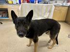 Adopt Dog a German Shepherd Dog