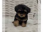 YorkiePoo PUPPY FOR SALE ADN-773363 - Yorkiepoo puppy