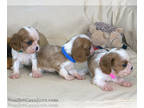 Cavalier King Charles Spaniel PUPPY FOR SALE ADN-773340 - Cavalier King Charles