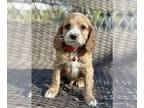 Cocker Spaniel-Poodle (Miniature) Mix PUPPY FOR SALE ADN-773291 - Adorable