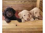 Goldendoodle PUPPY FOR SALE ADN-773332 - Goldendoodle Standard Puppies