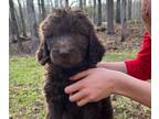 Goldendoodle PUPPY FOR SALE ADN-773325 - Goldendoodle Standard Puppies