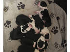 Boston Terrier PUPPY FOR SALE ADN-773321 - Bodacious Boston Terriers Litter of 7