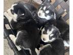 Siberian Husky PUPPY FOR SALE ADN-773272 - Husky puppies