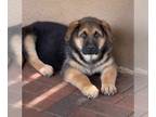 German Shepherd Dog PUPPY FOR SALE ADN-773268 - Champions bloodlineGerman