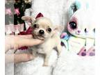 Chihuahua PUPPY FOR SALE ADN-773265 - California STUART LITTLE