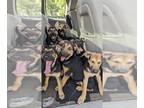 Shepradors PUPPY FOR SALE ADN-773257 - Sheprador puppies
