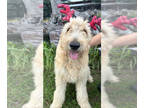 Goldendoodle PUPPY FOR SALE ADN-773248 - Precious Golden Doodles Needing to be