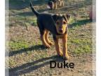 Airedale Terrier PUPPY FOR SALE ADN-773236 - Duke