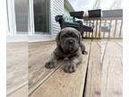 Cane Corso PUPPY FOR SALE ADN-773187 - Cane Corso Little boy