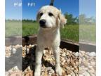 Great Pyrenees PUPPY FOR SALE ADN-773186 - Great Pyrenees puppies