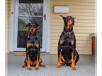 Doberman Pinscher PUPPY FOR SALE ADN-773336 - Doberman Rainbow Litter