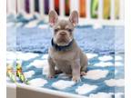 French Bulldog PUPPY FOR SALE ADN-773323 - Monty