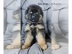 German Shepherd Dog PUPPY FOR SALE ADN-773316 - Long Coat German Shepherd