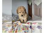 Goldendoodle (Miniature) PUPPY FOR SALE ADN-773295 - Darling Mini Goldendoodle