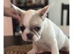 French Bulldog PUPPY FOR SALE ADN-773288 - Male Platinum Blue Pied Frenchie