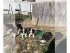 Border Collie-Siberian Husky Mix PUPPY FOR SALE ADN-773242 - Border Collie