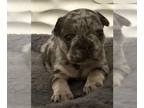 French Bulldog PUPPY FOR SALE ADN-773209 - French Bulldog Puppies