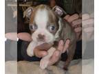 Boston Terrier PUPPY FOR SALE ADN-773360 - Lilac female