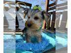 Yorkshire Terrier PUPPY FOR SALE ADN-773328 - PISTOL IS A YORKIE