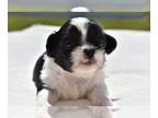 Shih Tzu PUPPY FOR SALE ADN-773313 - Shihtzu Boy Hanky Panky