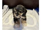 Schnauzer (Miniature) PUPPY FOR SALE ADN-773284 - Puppy