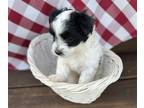 Morkie PUPPY FOR SALE ADN-773283 - Morkie Pups