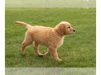 Golden Retriever PUPPY FOR SALE ADN-773270 - AKC Golden retriever puppy in