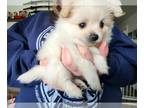 Pomeranian PUPPY FOR SALE ADN-773188 - beautiful pomerainan