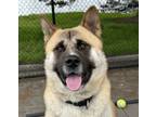 Adopt Kanoa a Akita