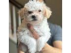 Adopt Squirtle a Miniature Poodle