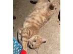 Adopt Julius a Tabby, Domestic Short Hair