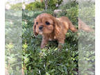 Cavalier King Charles Spaniel PUPPY FOR SALE ADN-773179 - Cavalier King Charles