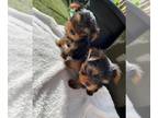 Yorkshire Terrier PUPPY FOR SALE ADN-773143 - Stunning Small Yorkshire Terrier