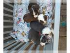 Border Collie PUPPY FOR SALE ADN-773111 - For sale