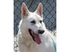 Adopt Gasparin a Shepherd, German Shepherd Dog