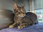 Adopt MOCHO a Domestic Short Hair