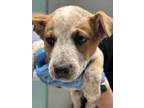 Adopt Bishop a Cattle Dog, Mixed Breed