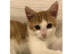 Adopt Triggger (yes, 3 g's!) a Tabby, Domestic Short Hair