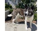 Adopt ZIGGY a Akita