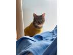 Adopt Leo a Domestic Short Hair